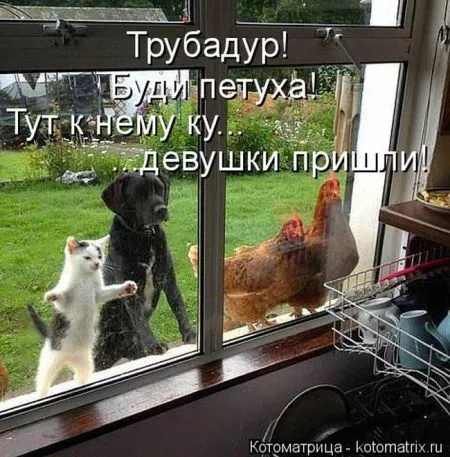 Котоматрица, коты и веселые подписи к фото