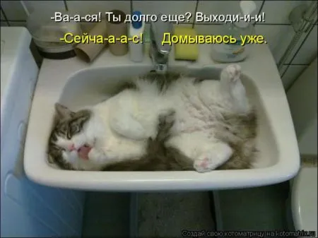 Котоматрица, коты и веселые подписи к фото