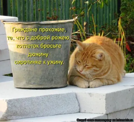 Котоматрица, коты и веселые подписи к фото