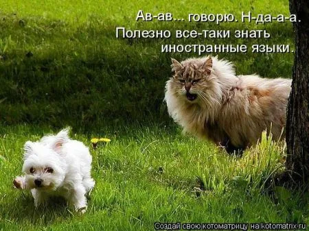 Котоматрица, коты и веселые подписи к фото