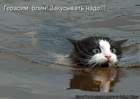 Котоматрица, коты и веселые подписи к фото