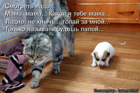 Котоматрица, коты и веселые подписи к фото