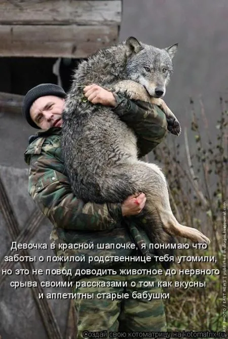 Котоматрица, коты и веселые подписи к фото
