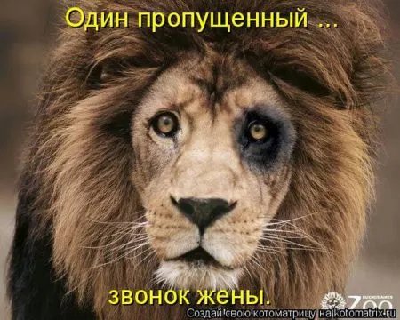 Котоматрица, коты и веселые подписи к фото