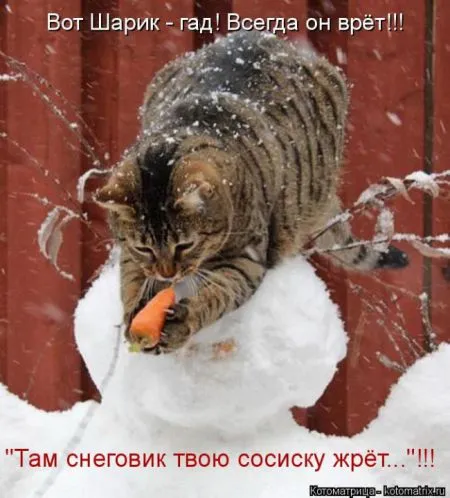 Котоматрица, коты и веселые подписи к фото
