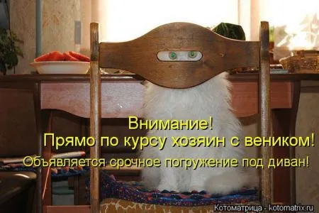 Котоматрица, коты и веселые подписи к фото