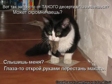 Котоматрица, коты и веселые подписи к фото