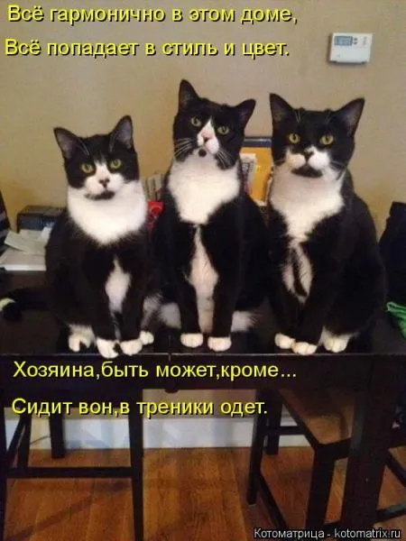 Котоматрица, коты и веселые подписи к фото