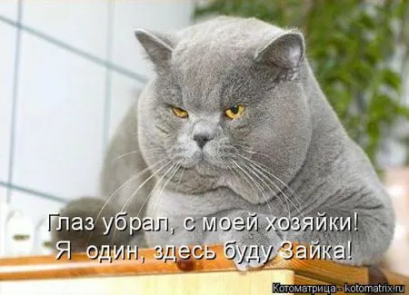 Котоматрица, коты и веселые подписи к фото