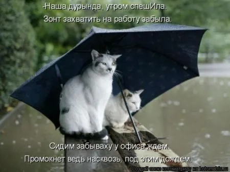 Котоматрица, коты и веселые подписи к фото
