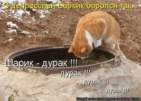 Котоматрица, коты и веселые подписи к фото