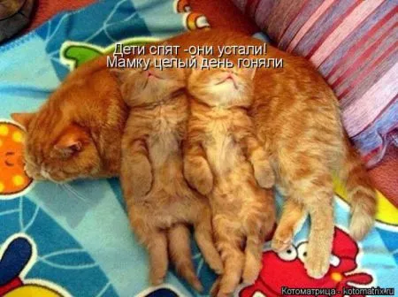 Котоматрица, коты и веселые подписи к фото