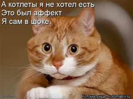 Котоматрица, коты и веселые подписи к фото