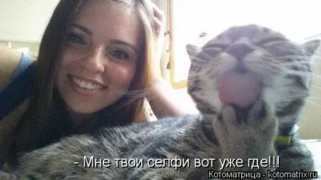 Котоматрица, коты и веселые подписи к фото