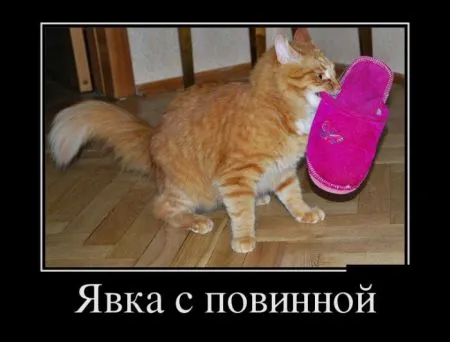 Демотиваторы в них море позитива