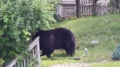 Медведи устроили борьбу посреди улицы