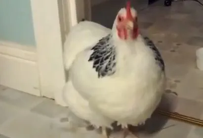 Курица чихнула