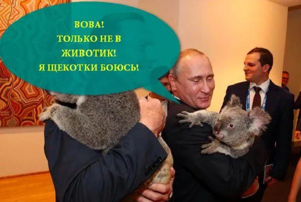 Путин с коалой "взорвал" интернет