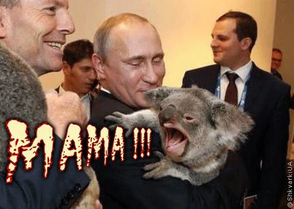 Путин с коалой "взорвал" интернет