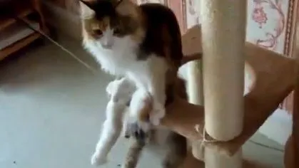 Кот думает, что он человек