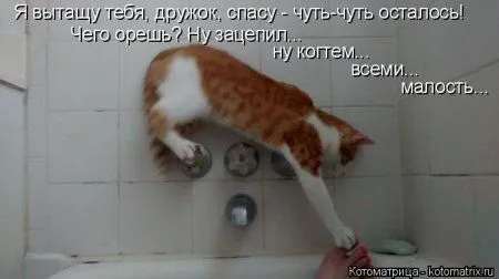 Котоматрицы, прикольная подборка кошек