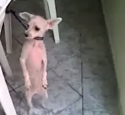 Собака танцует сальсу