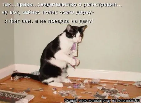 Лучшие котоматрицы недели (43 фото)