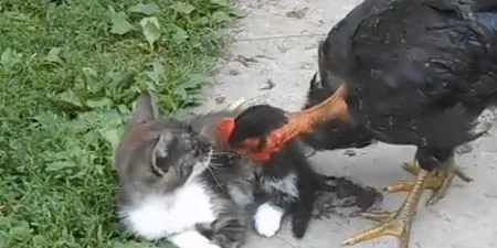 Как избавить кота от блох