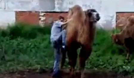 Ревнивый верблюд