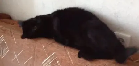 Кот нюхнул отбеливателя