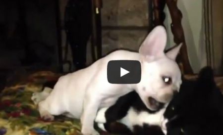 Видео нарезка прикольных моментов с животными