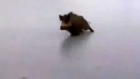 Кабан на льду