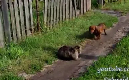 Кот пофугист