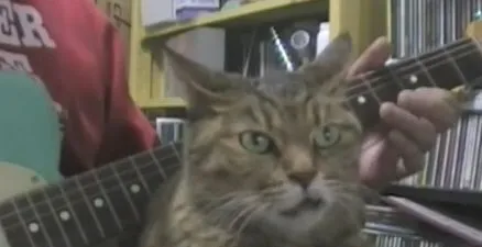 Музыальный кот