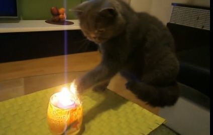 Кот и огонь