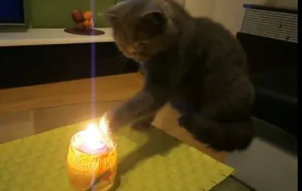 Кот и огонь