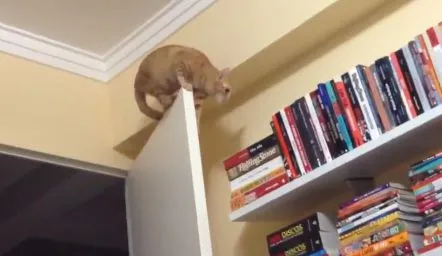 Кот каскадер