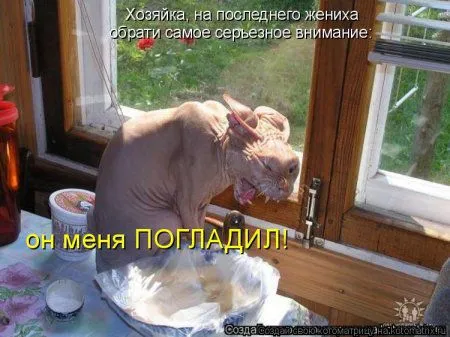 Котоматрица на Пятницу