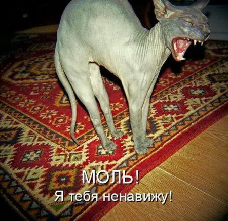 Котоматрица на Пятницу