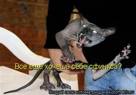 Котоматрица на Пятницу