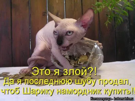 Котоматрица на Пятницу