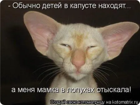 Котоматрица на Пятницу