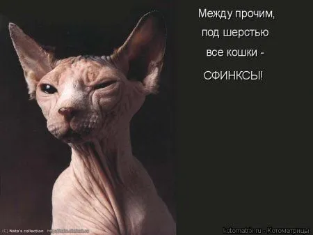 Котоматрица на Пятницу