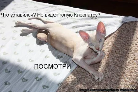 Котоматрица на Пятницу