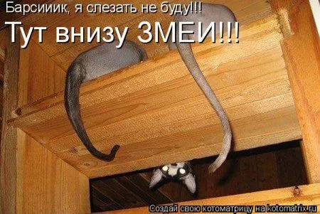 Котоматрица на Пятницу