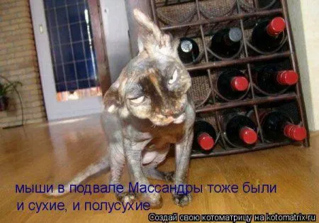 Котоматрица на Пятницу