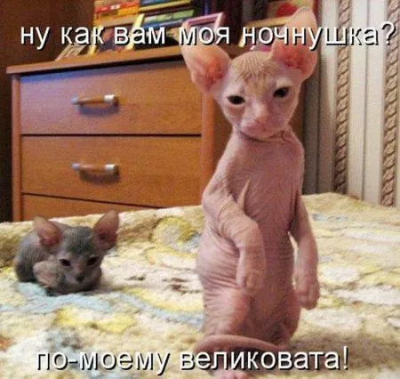 Котоматрица на Пятницу
