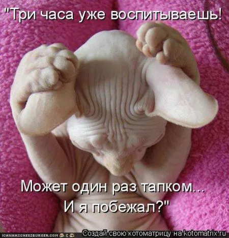 Котоматрица на Пятницу