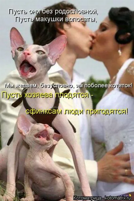 Котоматрица на Пятницу