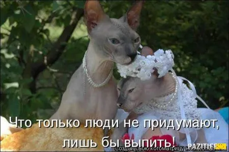 Котоматрица на Пятницу
